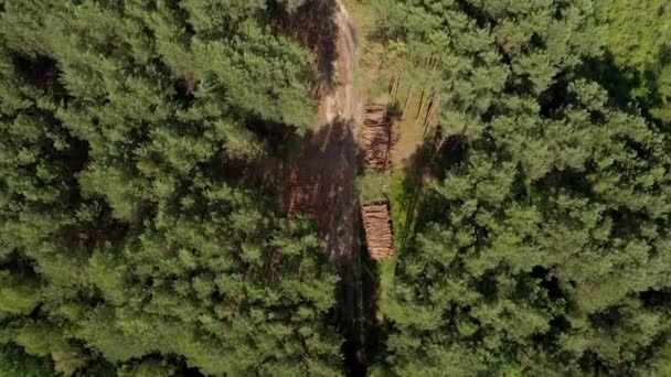 Cayendo Árbol Troncos Madera Bosque Pinos Bosque Pino Abeto Labranza — Vídeo de stock