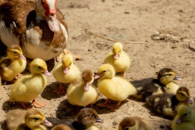 Ördek yavrusuyla anne ördek. Annesini takip eden bir sürü ördek yavrusu var.
