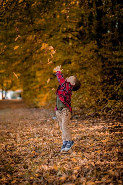 Bambino Cammina Nella Natura Autunno Bambino Età Prescolare Autunno Parco — Foto Stock