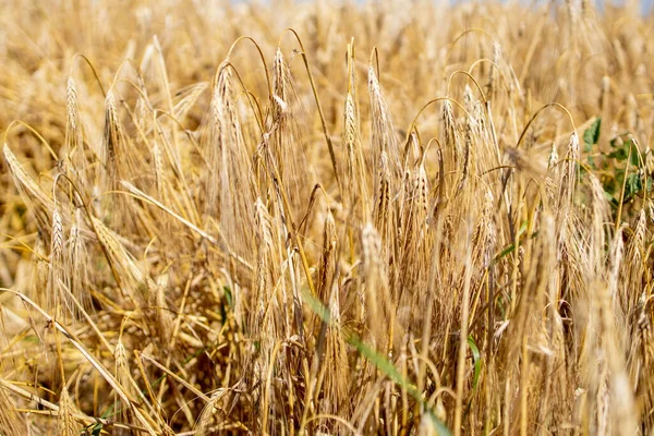 Золотое Пшеничное Поле Природный Ландшафт Заката Фон Спелых Колосьев Лугового — стоковое фото