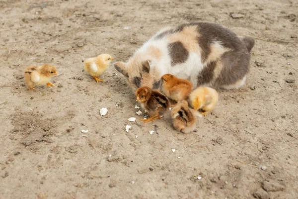 Πασχαλινό Κοτόπουλο Τρώει Ευγενική Γάτα Φίλοι — Φωτογραφία Αρχείου