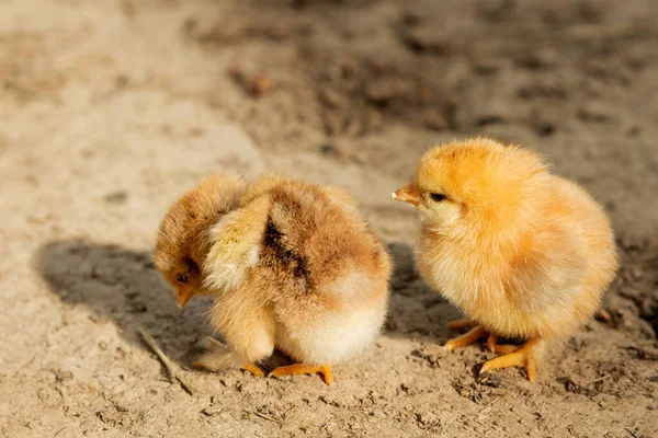 Retrato Pascua Pequeño Pollo Amarillo Esponjoso Caminando Patio Del Pueblo — Foto de Stock