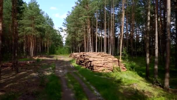 Felling Tree Wooden Logs Pine Forest Forest Pine Spruce Logging — Stock Video