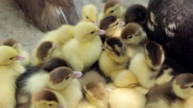 Evcil Ördek Ailesi. Annesiyle birlikte bir sürü Moskovalı ördek yavrusu
