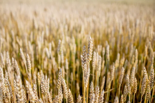 Goud Tarweveld Prachtige Natuur Zonsondergang Landschap Achtergrond Van Rijpende Oren — Stockfoto