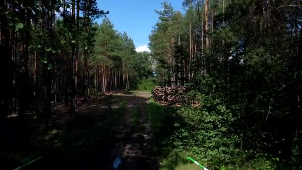 Abbattere Albero Tronchi Legno Una Pineta Bosco Pino Abete Rosso — Video Stock