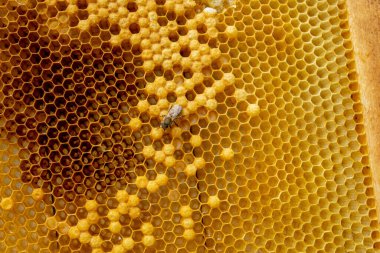 Bal arısı bal peteğinde. Yazın arıların bal peteğinde arıların yakın çekimleri. Seçici odak noktası, kopyalama alanı..