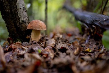 Ormanda beyaz mantarlar, yapraklardan oluşan bir arka plan, parlak güneş ışığı. Boletus. Mantar..