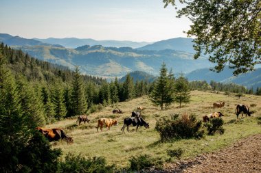 İnekler dağlardaki köknar ağaçlarının arasında bir çayırda otlarlar. Arka planda dağlar ve yamaçlar. Çayırda ineklerle birlikte dağ manzarası.
