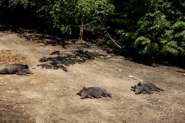 Niedliche Schwarze Wildschweine Liegen Sumpf Foto Von Wilder Natur — Stockfoto