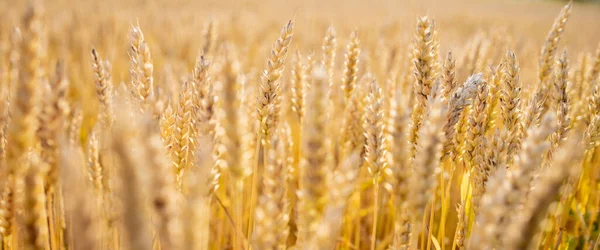 Gold Wheat Field. Beautiful Nature Sunset Landscape. Background of ripening ears of meadow wheat field. Concept of great harvest and productive seed industry.