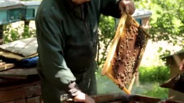 Arıcı elinde arılar olan bir bal çerçevesi tutuyor. Arıcı iş başında, fazla bal peteğini kaldırıyor.