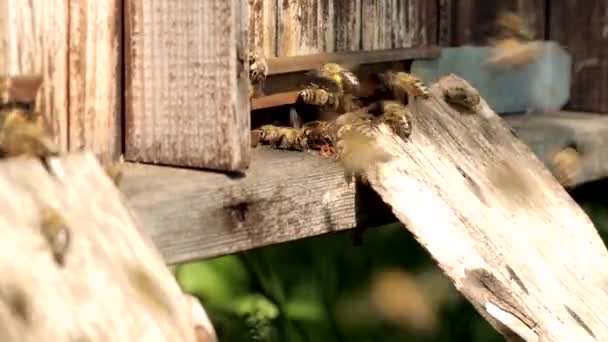 Многие Пчелы Возвращаются Пчелиный Улей Входят Улей Собранным Цветочным Нектаром — стоковое видео