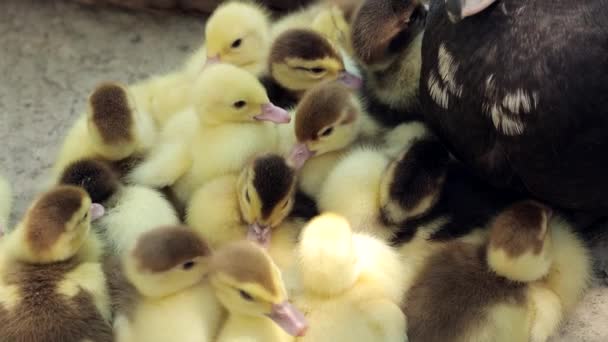 Domestic Duck Family Stock Muscovy Ducklings Mother — Stock Video