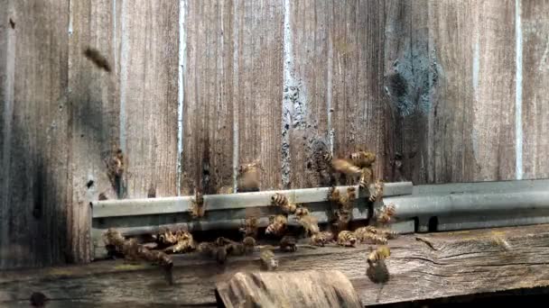 蜂の巣 蜂の巣から蜂の巣とプランクロード ハニー ミツバチオンザホームApiary — ストック動画