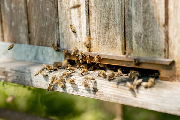Wiele Pszczół Wraca Uli Pszczół Wchodzi Ula Zebranym Nektarem Kwiatowym — Zdjęcie stockowe