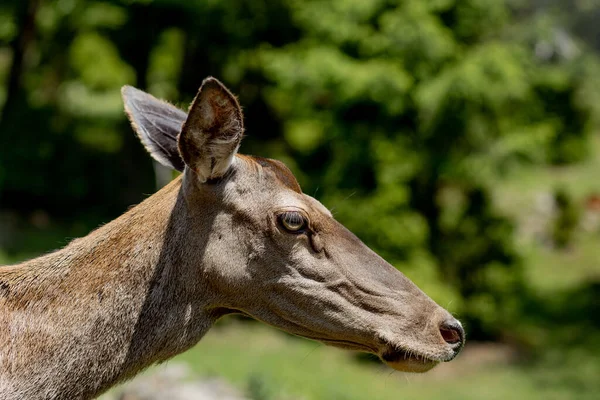 Genç geyik portresi. Doğa sahnesinde geyik. Geyik geyiği portresi.