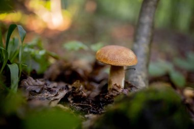 Ormanda beyaz mantarlar, yapraklardan oluşan bir arka plan, parlak güneş ışığı. Boletus. Mantar..