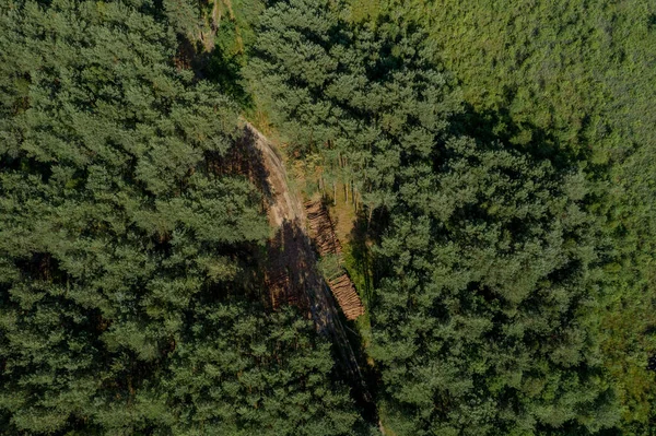 Cayendo Árbol Troncos Madera Bosque Pinos Bosque Pino Abeto Labranza —  Fotos de Stock