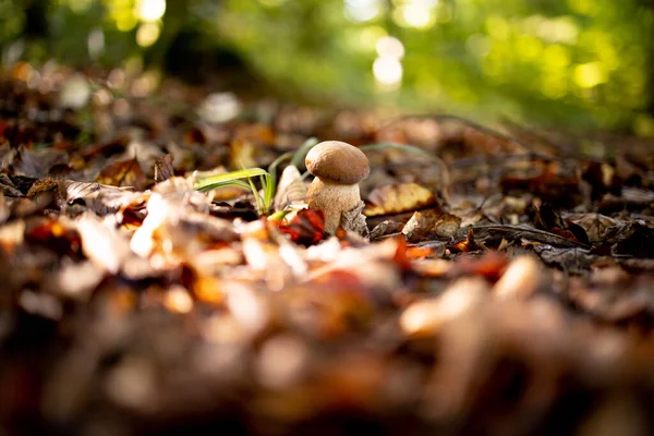 White Mushroom Forest Mushroom Brown Cap Boletus Mushroom — Stock Photo, Image