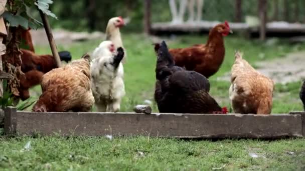 Várias Galinhas Vermelhas Que Comem Milho Campo Conceito Agricultura Pet — Vídeo de Stock