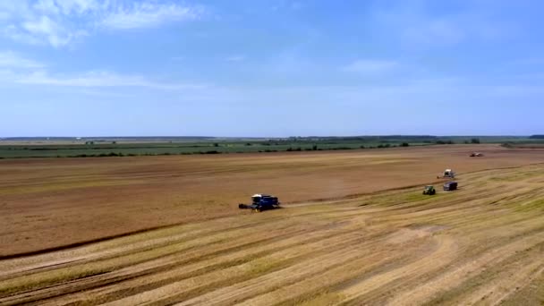 夏に小麦を収穫する 畑で働いている2人の収穫者 現場で黄金の熟した小麦を収集する収穫機を組み合わせる 上からの眺め — ストック動画