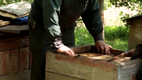 Der Imker Hält Einen Honigrahmen Mit Bienen Den Händen Imker — Stockvideo