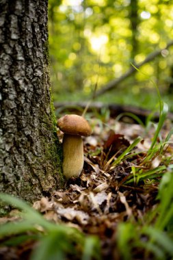Ormanda beyaz mantarlar, yapraklardan oluşan bir arka plan, parlak güneş ışığı. Boletus. Mantar..