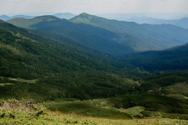 Karpatlar 'ın yaz sabahı dağlık arazisi. Vahşi bakire Ukrayna doğasının güzelliği. Huzur.