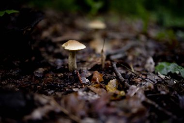 Boletus Edulis, yaz ormanında lezzetli bir mantar. Mantar toplayıcısına hoş geldin hediyesi. Değerli ve lezzetli mutfak malzemeleri..