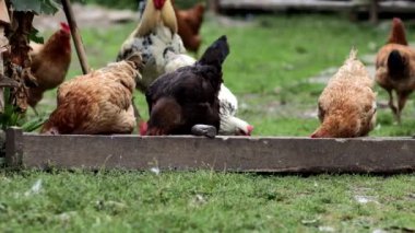Birkaç kırmızı, çiftlik tavuğu kırsalda mısır yiyor. Çiftçilik ve Evcil Hayvan Konsepti