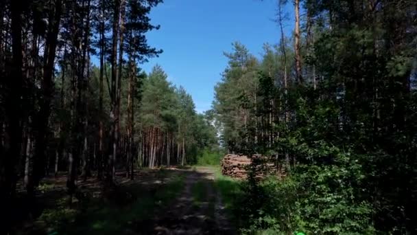 Abbattere Albero Tronchi Legno Una Pineta Bosco Pino Abete Rosso — Video Stock