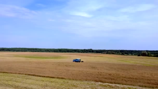 Сбор Пшеницы Летом Два Комбайна Работают Поле Сельскохозяйственная Машина Комбайна — стоковое видео