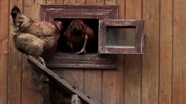 Kilka Czerwonych Hodowlanych Kurczaków Jedzących Kukurydzę Wsi Koncepcja Hodowli Hodowli — Wideo stockowe