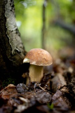 Ormanda beyaz mantarlar, yapraklardan oluşan bir arka plan, parlak güneş ışığı. Boletus. Mantar..