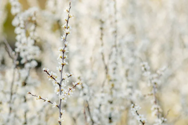 Weiße Blumen Blühen Auf Einem Feld Hintergrund Blüte Selektiver Fokus — Stockfoto