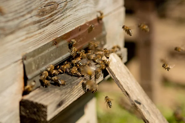 Çalışan Arıların Pençelerindeki Kovanlara Çiçek Poleni Taşırkenki Yakın Görüntüsü Bal — Stok fotoğraf