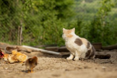 Bahçedeki küçük tavukta kedi avı.