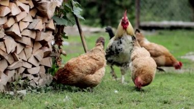 Birkaç kırmızı, çiftlik tavuğu kırsalda mısır yiyor. Çiftçilik ve Evcil Hayvan Konsepti