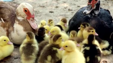 Dışarıdaki bir çiftlikte ördek yavruları. Çiftlik hayvanları. Kuş ve ördek üretimi