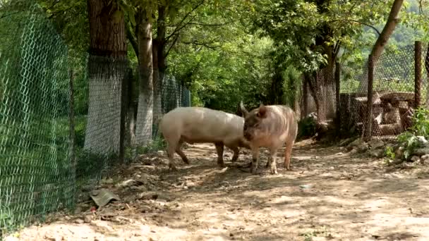 Maiali Camminano Sulla Strada Campagna — Video Stock