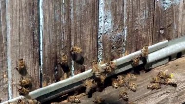 Arı peteği, Kovan 'dan bal peteği ile Plank. Bal arısı. Arı kovanında bal arıları