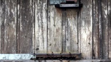 Arı peteği, Kovan 'dan bal peteği ile Plank. Bal arısı. Arı kovanında bal arıları.