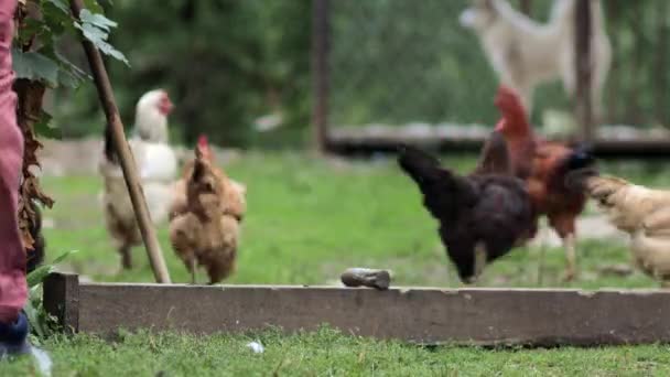 Несколько красных фермерских цыплят едят немного кукурузы в сельской местности. Концепция сельского хозяйства и животноводства. — стоковое видео