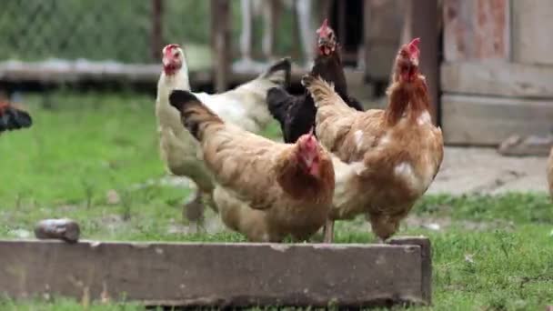Несколько красных фермерских цыплят едят немного кукурузы в сельской местности. Концепция сельского хозяйства и животноводства. — стоковое видео