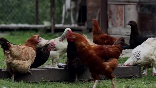 几个红的农场小鸡在乡下吃一些玉米 耕作和宠物狗概念 — 图库视频影像