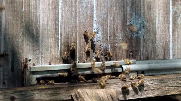 Пчелиные Соты Планк Сотами Улья Пчелка Пчелы Домашней Пасеке — стоковое видео