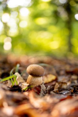 Ormanda beyaz mantarlar, yapraklardan oluşan bir arka plan, parlak güneş ışığı. Boletus. Mantar..