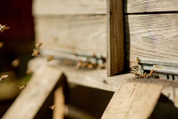 Una Vista Cerca Las Abejas Que Trabajan Trayendo Polen Flores —  Fotos de Stock