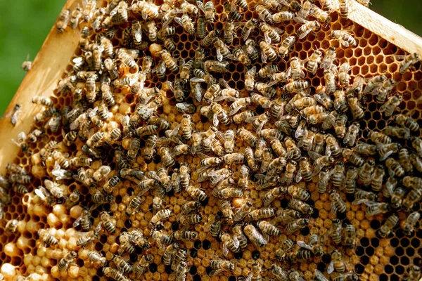Detailní Záběr Včel Včelích Plástech Včelíně Selektivní Zaměření Kopírovací Prostor Royalty Free Stock Fotografie
